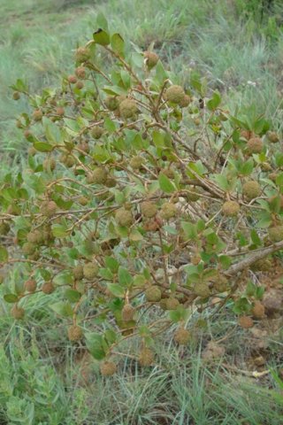 Cephalanthus natalensis few leaves, many flower clusters